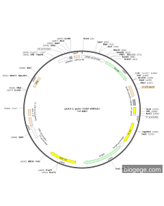 pLKO.1-Puro-TZAP-shRNA1