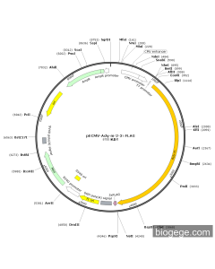 pECMV-Acly-m-2-3×FLAG