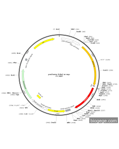 pCMV-mCherry-Erlin2(mouse)-Myc