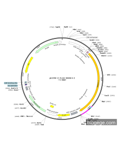 pECMV-3×FLAG-MARK4-2