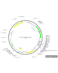 pGPU6-GFP-Neo-COP1-shRNA2