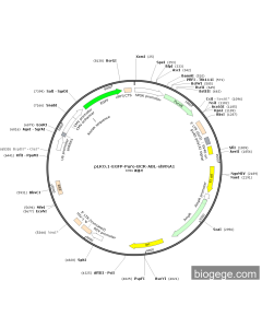 pLKO.1-EGFP-Puro-BCR-ABL-shRNA1