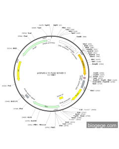 pCDNA3.1-3×FLAG-SCN2B-2