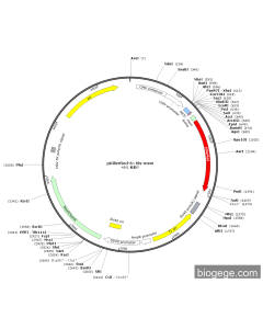 pKillerRed-6×His-Mem