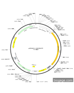pCDNA3.1-LINC00473