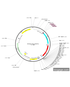 p3×NLS-AmCyan-P2A-mCherry