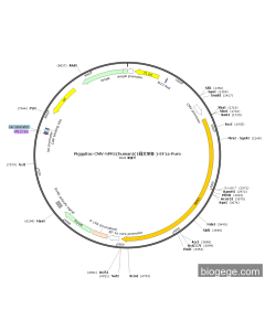 PiggyBac-CMV-NPR1(human)(1synonymous mutations )-EF1a-Puro