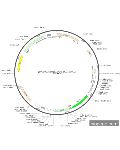 pLVshRNA-EGFP(2A)Puro-SAA1-shRNA1