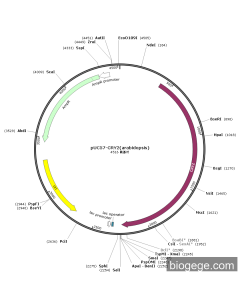 pUC57-CRY2(arabidopsis)