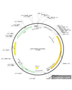 pGL6-HMOX1 promoter
