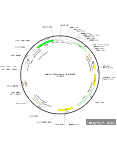 pLKO.1-EGFP-Puro-F11-shRNA2