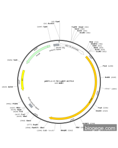 pBiT1.1-C-TK-LgBiT-ACTN4