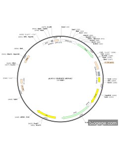 pLKO.1-HNRNPD-shRNA2