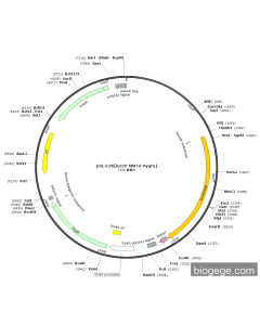 pGL4.36[luc2P MMTV Hygro]