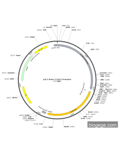pGL3-Basic-CCAN2-Promoter