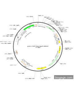 pLKO.1-EGFP-Puro-Hsp70-shRNA1