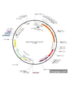 pCW57 MCS_P2A_EBF1(RFP)