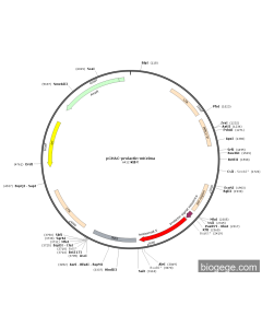 pCHAC-prolactin-mKeima