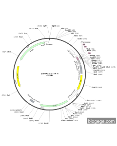 pCDNA3.0-3×HA-N