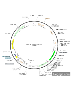 pSIH1-H1-copGFP-T2A-Puro