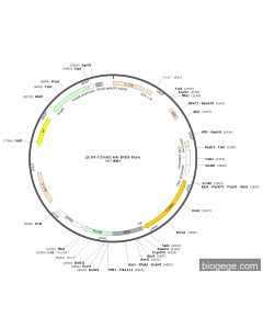 pLV3-CMV-TP53(human)-8×His-CopGFP-Puro