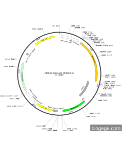 pIRES2-ZsGreen1-Bhlhe40-m