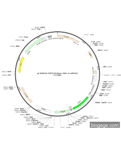 pLVshRNA-EGFP(2A)Puro-Sirt1-m-shRNA1