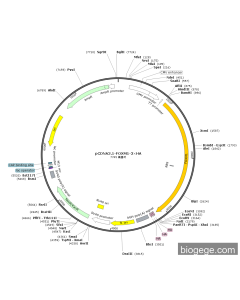 pCDNA3.1-FOXM1-3×HA