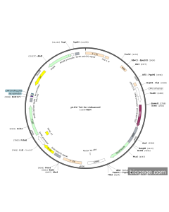 pLVX-Tet-On-Advanced