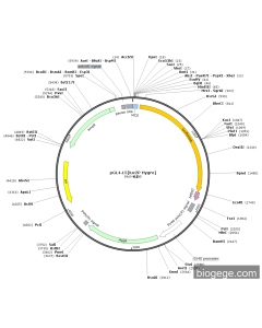 pGL4.15[luc2P Hygro]