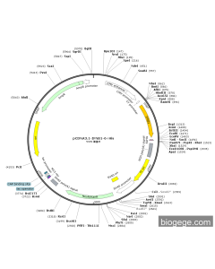 pCDNA3.1-IFNB1-6×His