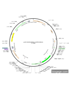 pLVX-HCAR1shRNA1-EGFP(2A)Puro