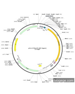 pGL4.37[luc2P ARE Hygro]