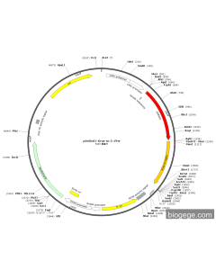 pDsRed1-Kras-m-5×Phe