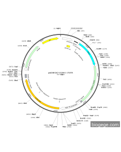 psiCHECK2-ICAM-1-3'UTR