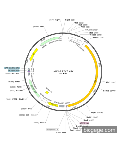 pCDNA3-PTK7-VSV