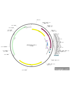 pBlueScript II KS(+)