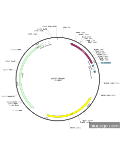 pUC57-Simple