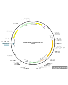 PiggyBac-CMV-AGTR1(human)-EF1a-Puro