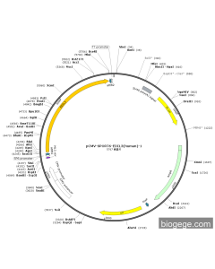 pCMV-SPORT6-EDIL3(human)-1