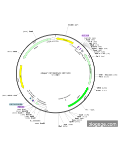 pSuper-CST3shRNA1-GFP-Neo