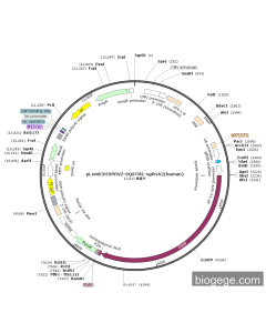 pLentiCRISPRV2-SQSTM1-sgRNA2(human)
