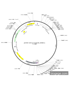 pECMV-Cd44-m-FLAG(NM_009851)