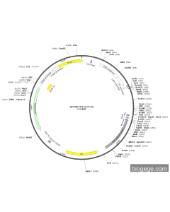 pLV3-CMV-Sct(mouse)-3×FLAG-CopGFP-Puro
