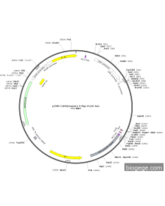 pCMV-Cd40(mouse)-5-Myc-FLAG-Neo