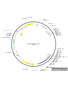 pLV3-CMV-Or1ab2(mouse)-3×FLAG-CopGFP-Puro