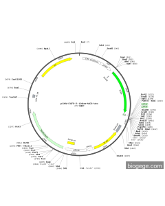 pCMV-EGFP-2×Linker-MCS-Neo
