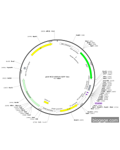 pU6-MCS-shRNA-EGFP-Neo