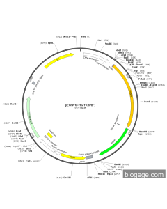 pEGFP-6×His-FKBP8-1