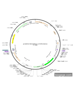 pLVshRNA-Stk24shRNA1-m-EGFP(2A)Puro